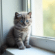 Chaton gris aux yeux bleus sur une fenetre lumineuse